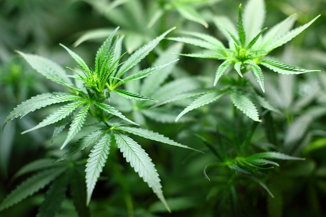 Addiction Cannabis - L'économiste Emmanuelle Auriol souhaite une légalisation du cannabis